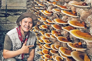 Đánh thức hệ sinh thái nấm xanh dưới mái pin mặt trời   
