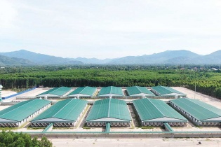 Gia Lai “thận trọng” trong phê duyệt dự án chăn nuôi mới