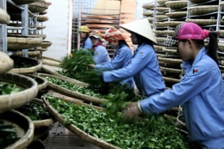 Đại gia số 1 ngành chè sắp đại chúng hóa