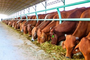 Giá cổ phiếu lẹt đẹt, Nông nghiệp Hoàng Anh Gia Lai muốn huy động gần 2.220 tỷ đồng bằng trái phiếu