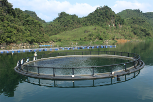 Tập đoàn Mavin lần thứ 6 nhận giải Rồng Vàng