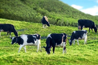 Cổ phiếu GTN Foods bị đưa vào diện kiểm soát