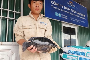 Cá rô phi có màu đen sẫm nuôi trên hồ thủy điện đạt tiêu chuẩn xuất khẩu 