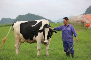 Rót tiền gom cổ phiếu Mộc Châu Milk, lợi nhuận quý I của GTNFoods giảm gần 90%