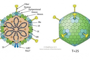 Tăng cao trẻ tử vong do virus Adeno