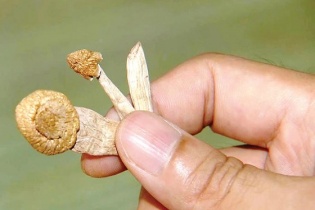 Sự nguy hại của các loại ma túy mới xâm nhập Việt Nam