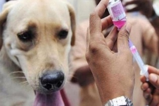 Tin mới về y tế ngày 22/4: Tăng cường các biện pháp cấp bách phòng, chống bệnh dại; Cảnh báo tình trạng rắn độc cắn trong mùa nồm, ẩm