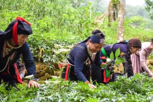 Tin mới về y tế ngày 16/8: Nâng cao năng lực quản lý nhà nước về dược liệu