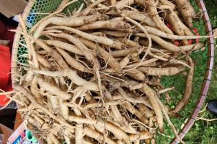 Dược liệu giúp nhiều đồng bào thoát nghèo