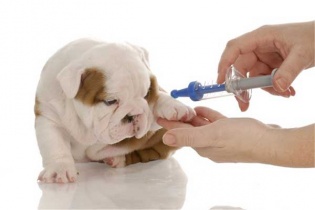 Cảnh báo bệnh dại tăng đột ngột