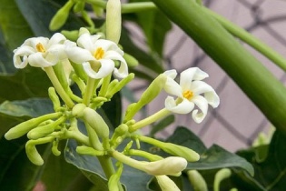 Thực hư việc uống hoa đu đủ để phòng, chống ung thư
