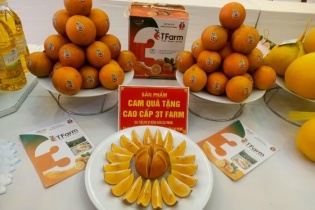 Đầu tư bài bản, áp dụng công nghệ hiện đại tại các hợp tác xã cam hữu cơ