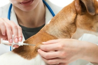 Không tiêm vắc-xin sau khi bị chó cắn, một trẻ tử vong do bệnh dại