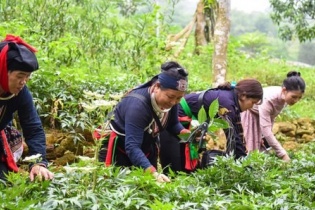 Tin mới y tế ngày 23/11: Phát triển dược liệu cho đồng bào dân tộc thiểu số