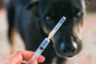 Tử vong vì bệnh dại do gia đình chủ quan không tiêm vắc-xin