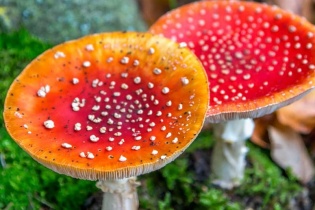 Tin mới y tế ngày 17/3: Cảnh báo nguy cơ suy gan, thận do ngộ độc nấm tự nhiên