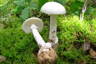 Tin mới y tế ngày 25/3: Phòng, chống ngộ độc thực phẩm do độc tố tự nhiên