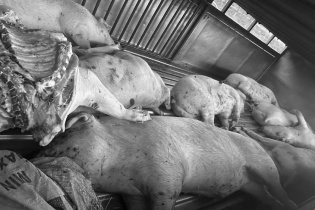 Xử nghiêm việc tiêu thụ lợn bệnh ra thị trường