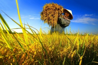 Giảm phát thải trong nông nghiệp: Chìa khóa để Việt Nam tiến tới Net Zero