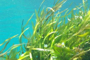 Tin mới y tế ngày 6/8: Liên tiếp các ca ngộ độc cá biển do độc tố ciguatoxin