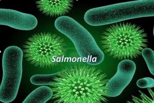 Salmonella- Thủ phạm của nhiều vụ ngộ độc thực phẩm lớn, nguy hiểm thế nào?