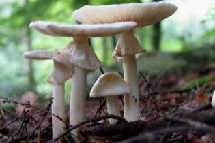 Tin mới y tế ngày 11/1: Bộ Y tế cảnh báo ngộ độc thực phẩm do sử dụng nấm tự nhiên