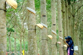 Tập đoàn Công nghiệp Cao su Việt Nam (GVR) dự kiến thoái vốn khỏi công ty con