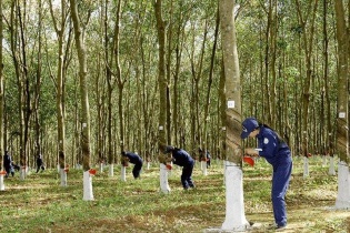 DRG đấu giá 23,4 triệu cổ phiếu DRI với giá khởi điểm 18.000 đồng