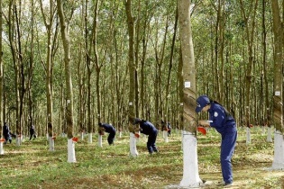 Phiên đấu giá 23,4 triệu cổ phiếu DRI bị huỷ do không có nhà đầu tư tham dự