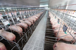 BaF nhận 99,9% vốn Công ty chăn nuôi lợn, điểm đặc biệt 2 lãnh đạo trùng tên