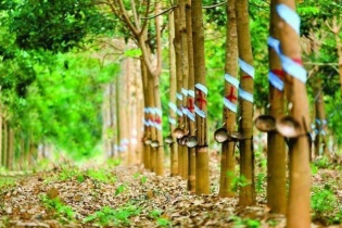 Cao su Phước Hoà chia thành 2 đợt để trả tạm ứng cổ tức 40% cho cổ đông