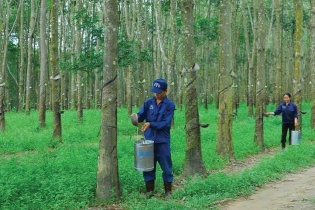 Vinaruco lỗ trong quý III/2024 khi chưa ký được hợp đồng cho thuê đất khu công nghiệp mới