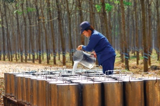 Đầu tư Cao su Đắk Lắk muốn chuyển sàn sang HoSE