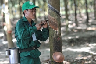 Cao su Phước Hoà không còn duy trì chính sách chia cổ tức khủng