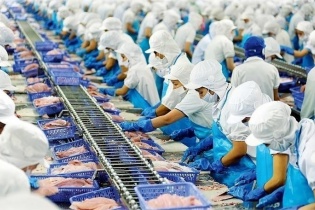 Doanh thu Vĩnh Hoàn bắt đầu giảm trong tháng 8/2025 sau thời gian hoãn thuế đối ứng