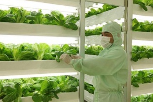 Nhật Bản muốn đầu tư nông nghiệp chất lượng cao tại Hải Dương