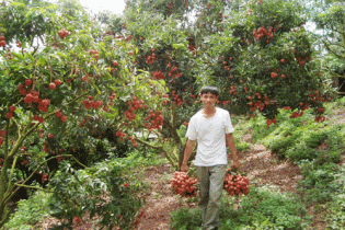 Hapro hứa tiêu thụ 5.000 tấn vải thiều Thanh Hà