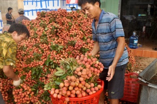 Mùa vải thiều 2015: Xuất khẩu khoảng 80.000 tấn
