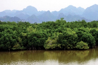 Ngân hàng KfW của Đức hỗ trợ Hải Phòng bảo tồn rừng ngập mặn