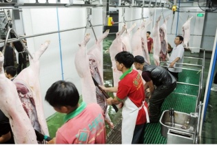 TP.HCM công bố ứng phó khẩn cấp với bệnh dịch tả heo Châu Phi