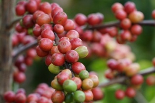Doanh nghiệp cà phê gồng lỗ