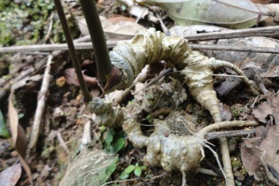 Quảng Nam: Công bố chỉ dẫn địa lý sâm Ngọc Linh