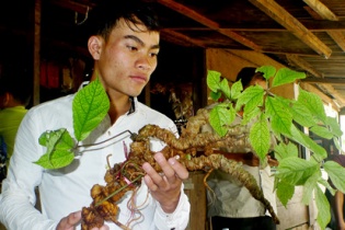 Bộ Khoa học- Công nghệ trao giấy chứng nhận đăng ký chỉ dẫn địa lý "Ngọc Linh" cho sản phẩm sâm củ