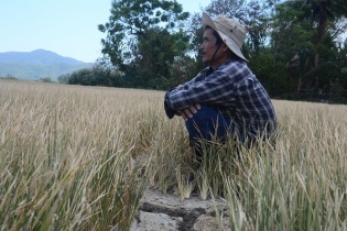 Miền Trung vật lộn với hạn hán