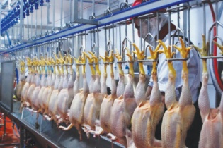 Bình Định: 570 tỷ đồng đầu tư dự án nuôi, giết mổ, gia cầm công nghệ cao