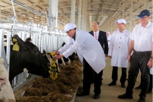  400 bò sữa về đến trang trại TH Phú Yên