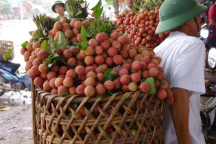 Lô vải thiều đầu tiên chuẩn bị sang Pháp