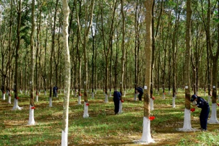 Vicem kỳ vọng thu về hơn 96 tỷ đồng từ thoái vốn tại doanh nghiệp cao su