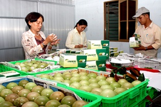 Trái vú sữa Việt Nam sẽ lên đường sang Mỹ từ quý IV/2016 