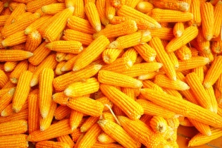 Chi nhập khẩu ngô vượt 820 triệu USD